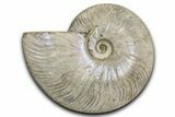 Silver Iridescent Ammonite (Cleoniceras) Fossil - Madagascar #345589-1